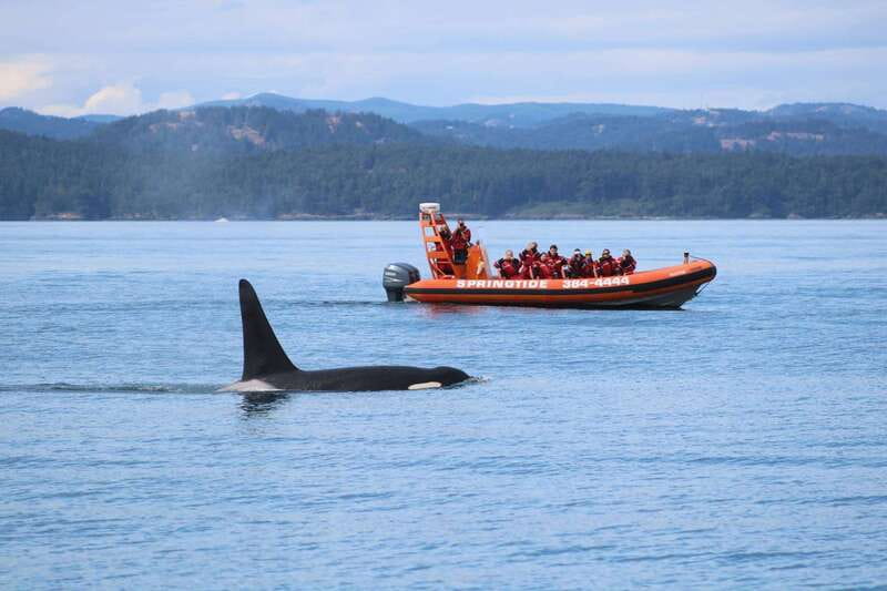 From Victoria: Whale Watching Tour by Zodiac Boat - How the 3 to 3.5 hour tour really plays out on the water