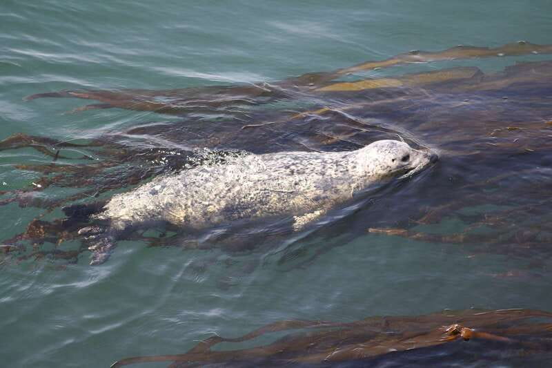 From Victoria: Whale Watching Tour by Zodiac Boat - Whales, seals, porpoises, sea lions, and the birds that steal the show