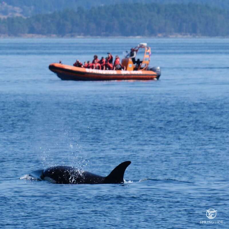 From Victoria: Whale Watching Tour by Zodiac Boat - Why the open-air Zodiac experience changes your whale watching view