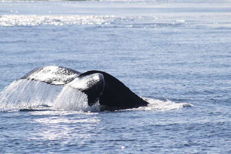 From Victoria: Whale Watching Tour by Zodiac Boat - Who should go, and who should not