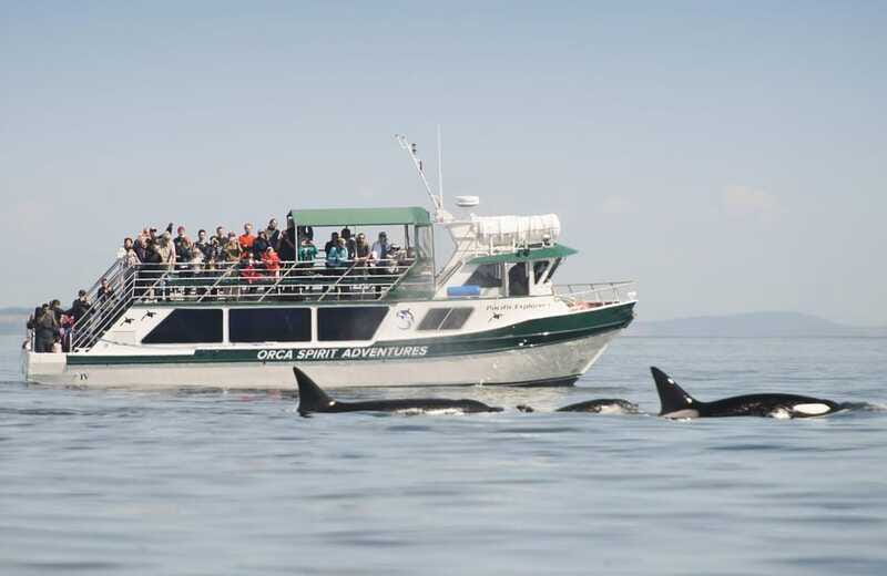 From Victoria: Whale Watching Trip on Covered Boat - Whales and Other Wildlife You Can Expect in the Salish Sea