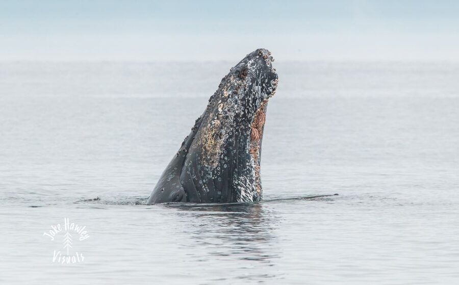 From Victoria: Whale Watching Trip on Covered Boat - Best Timing: April to October and What That Means for Your Planning