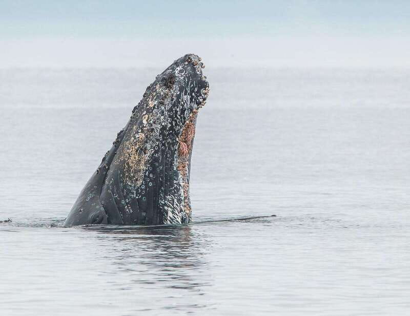From Victoria: Whale Watching Trip on Covered Boat - The Photo Package: Why Included Photos Change How You Enjoy the Trip