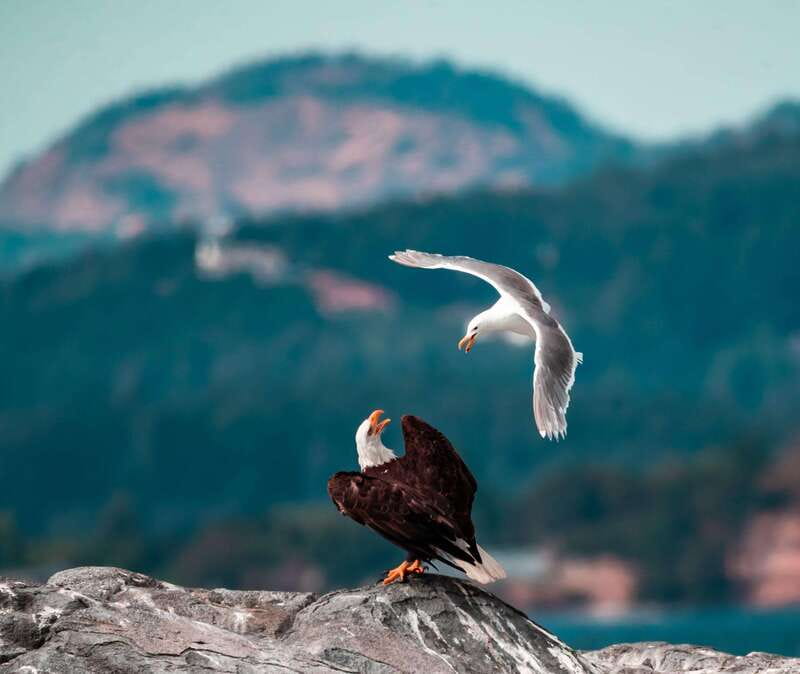 From Victoria: Whale Watching Trip on Covered Boat - Value Check: Is $132 Worth It for a 3-Hour Whale Watch?