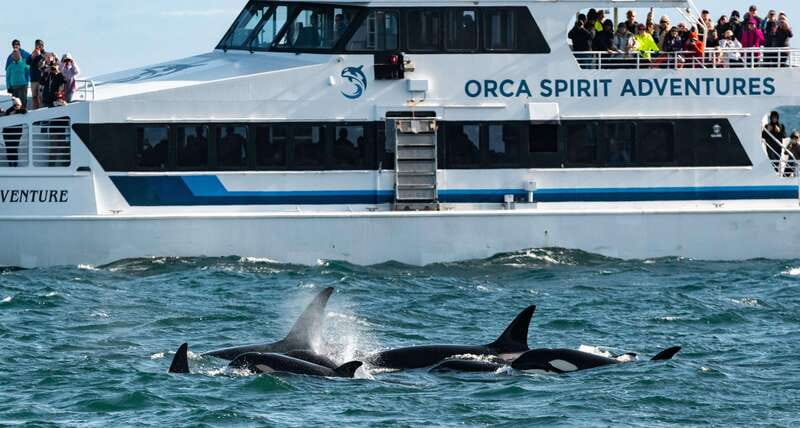 From Victoria: Whale Watching Trip on Covered Boat - Certified Marine Naturalists, a Whale Guarantee, and Why It Matters