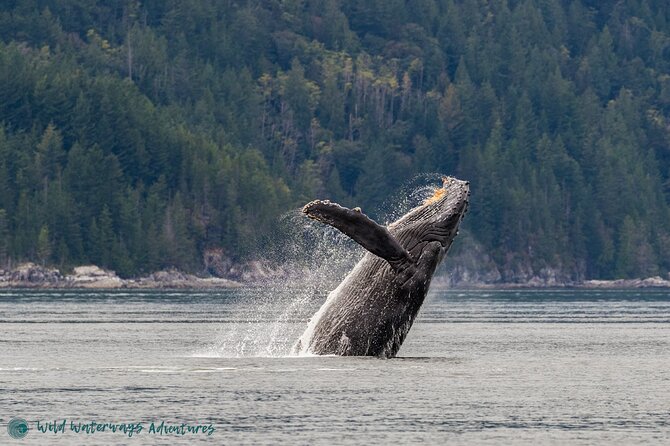 Full Day Whale Watching Campbell River - Key Things I’d Mark on Your Mental Map