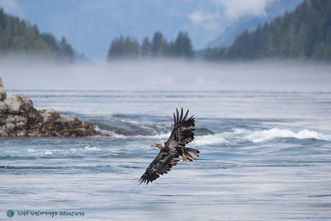 Full Day Whale Watching Campbell River - The Whale Targets: Humpbacks and Orcas, Plus the Ecotype Clue