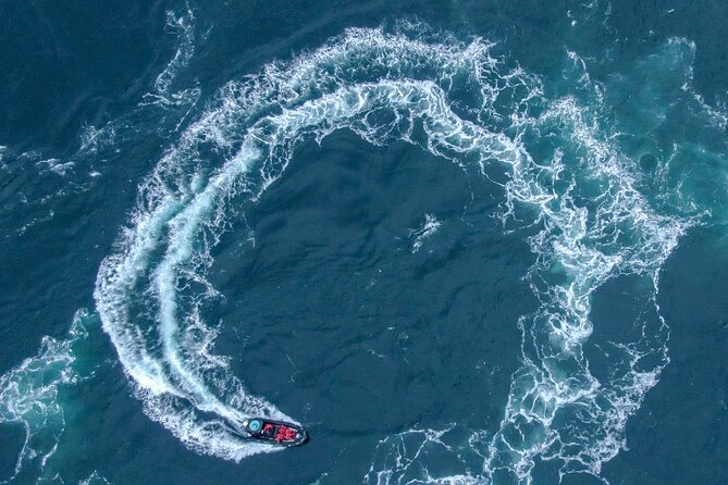 Full Day Whale Watching Campbell River - Marine Life Bonus Pack: Eagles, Seals, Steller Sea Lions, and More