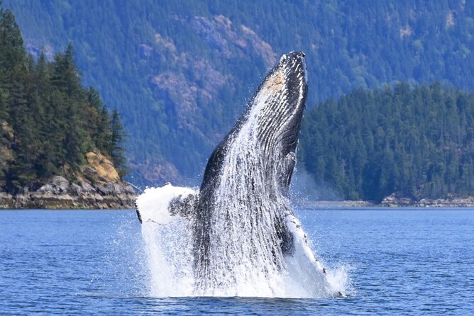 Full Day Whale Watching Campbell River - The Tidal Rapids Portion: When Currents Become the Show