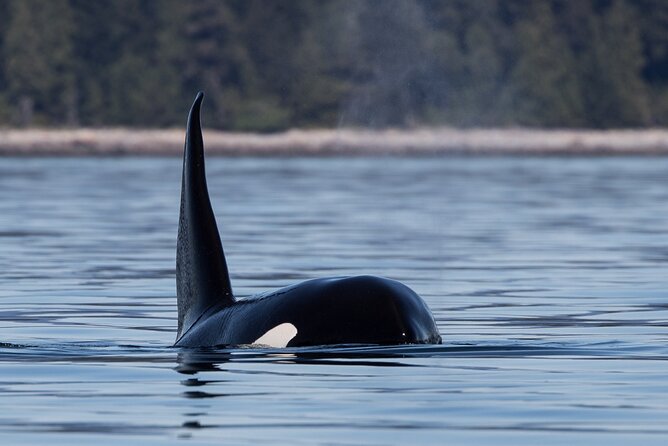 Full Day Whale Watching Campbell River - The Gear Package: Why It Feels Like You’re Set Up to Stay Comfortable