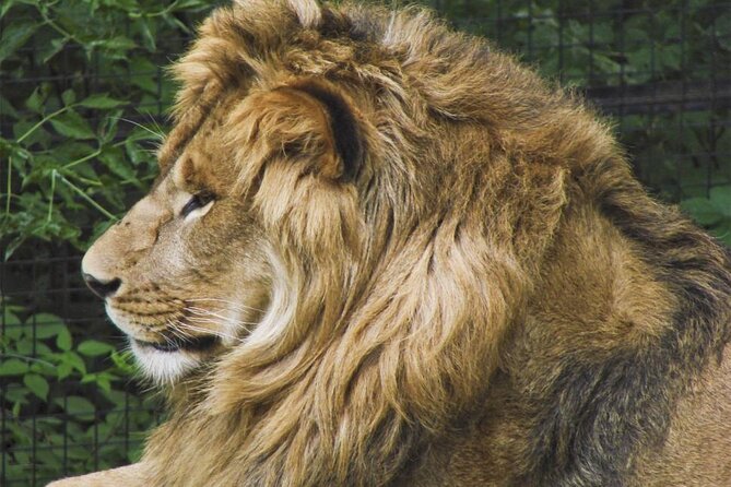 Granby Zoo 1 Day - The Bus Advantage: Why an Organized Ride Changes the Day