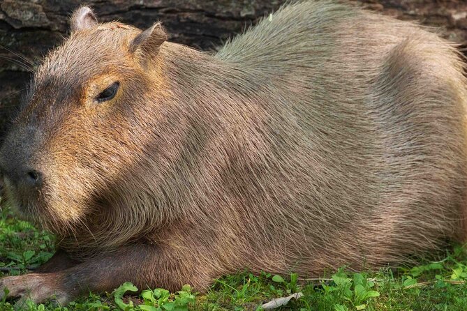 Granby Zoo 1 Day - Zoo de Granby in 5 Hours: What to Expect