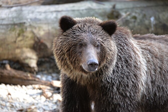 Great Bears of Bute: Grizzly Bear Viewing & Indigenous Cultural Tour - Key things to know before you go