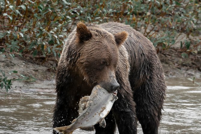 Great Bears of Bute: Grizzly Bear Viewing & Indigenous Cultural Tour - Ethical wildlife viewing: why the small-group setup helps