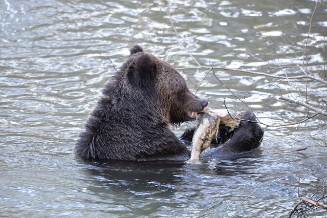 Great Bears of Bute: Grizzly Bear Viewing & Indigenous Cultural Tour - Price and value: what $457.12 buys you on Vancouver Island