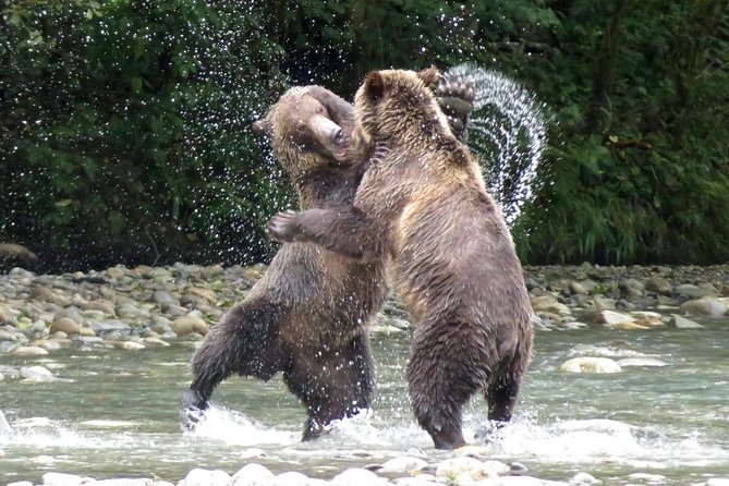 Grizzly Bear Expedition - Key Things You’ll Notice on This Grizzly Bear Day