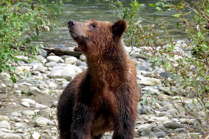 Grizzly Bear Expedition - Lunch, Snacks, and the Small Details That Make Wildlife Days Work