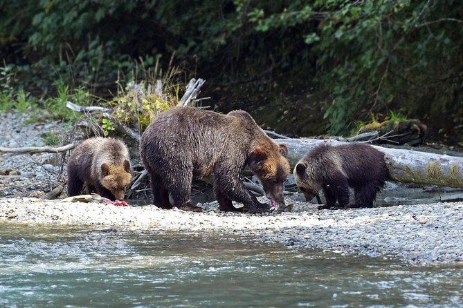 Grizzly Bear Expedition - Price and Value: Is $626.21 Reasonable for This Kind of Day?