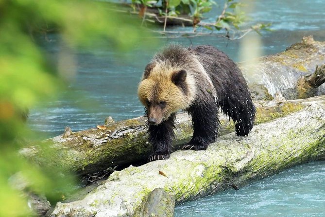 Grizzly Bear Expedition - Weather, Timing, and What to Do With Uncertainty