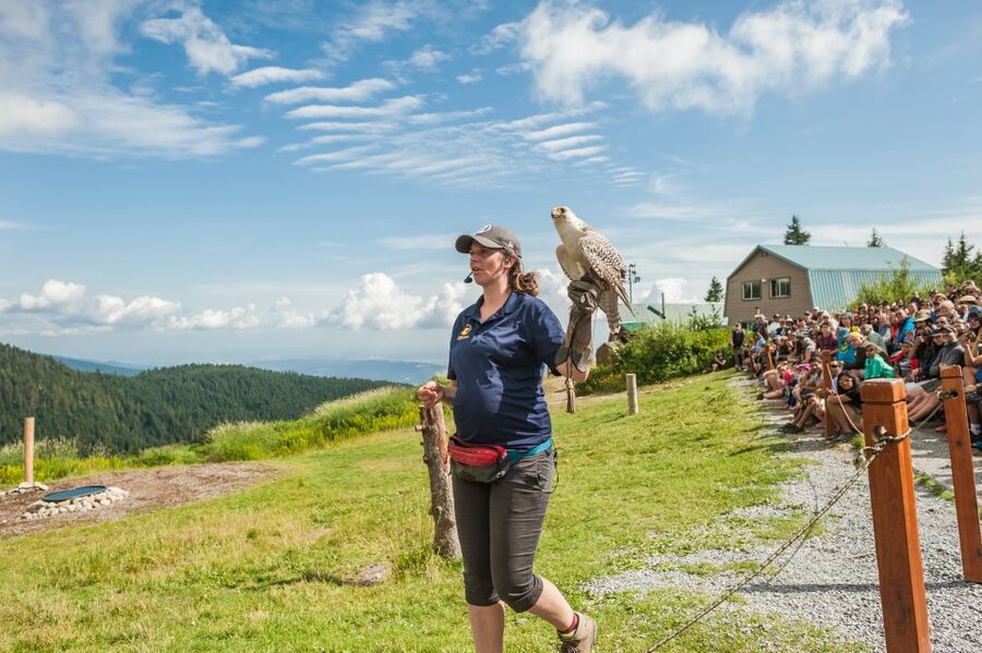 Grouse Mountain, Capilano Bridge & Fish Hatchery Tour - Price and value: is $192 per person fair for this day?