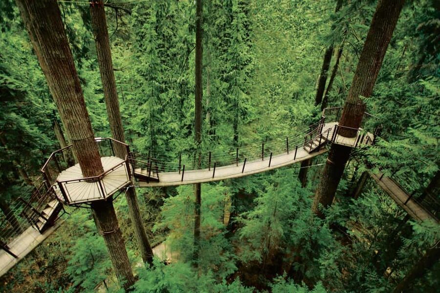 Grouse Mountain, Capilano Bridge & Fish Hatchery Tour - Grizzlies up close, plus when add-ons are worth it