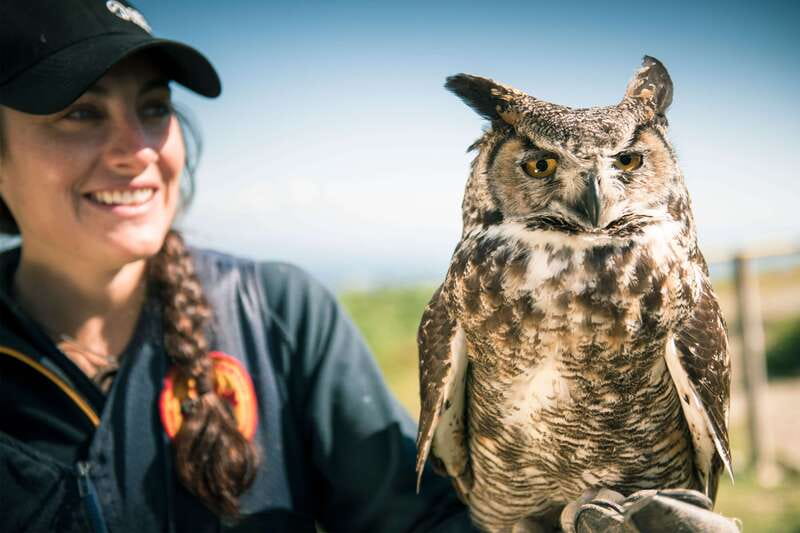 Grouse Mountain Skyride Admission Ticket - Key things you’ll notice fast