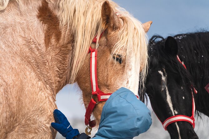 Guided Horse Riding in the Bay of Saint Paul Valley - Who This Horse Ride Fits Best (And Who Might Skip It)