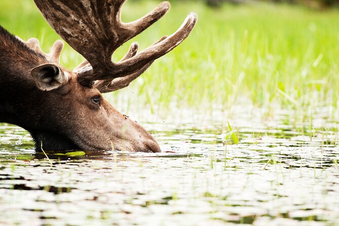 Guided Tours Algonquin Park - Key highlights you will actually care about