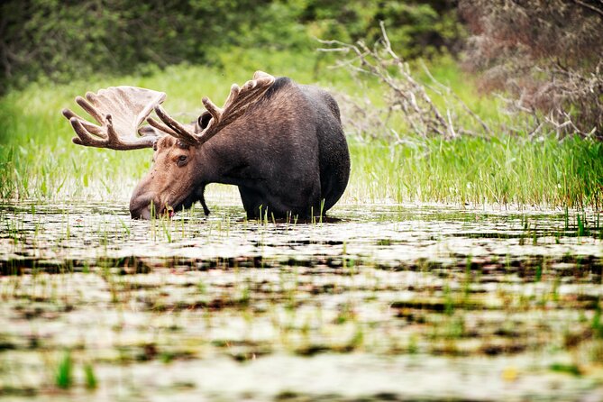 Guided Tours Algonquin Park - Stop 1 on the Water: Oxtongue River, Rapids, Waterfalls, and Wildlife Time