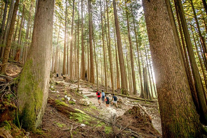 Guided Vancouver Hiking Highlights Day Tour with Gondola Download - The Grouse Mountain summit: grizzlies, shows, zipline options, and food stops
