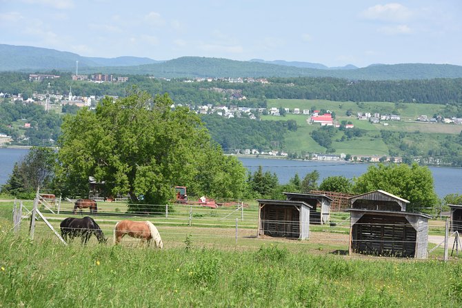 Half-Day Trip to Montmorency Falls and Ste-Anne-de-Beaupré from Quebec city - Guides: the difference between a routine tour and a memorable one
