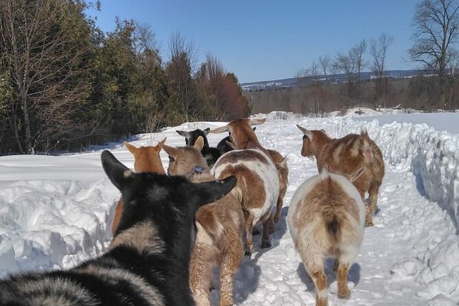 Haute Goat Shmurgle in Ontario - The farm walk through the fields: the part kids remember