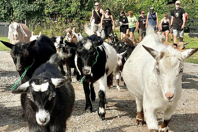 Haute Goat Shmurgle in Ontario - Screaming Goat Cafe: plan a meal without turning the day pricey