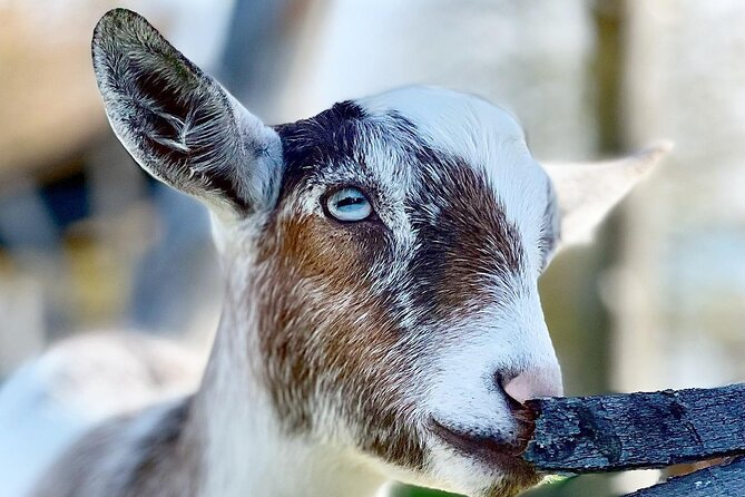 Haute Goat Shmurgle in Ontario - Price and value: is it worth $43.74?