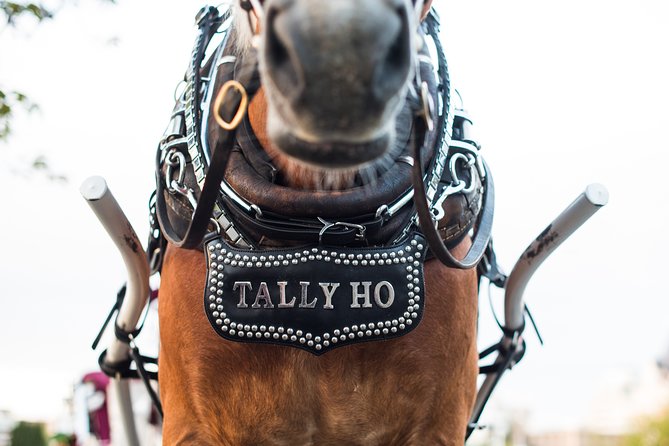 Heritage Horse-Drawn Carriage Experience in Victoria - Getting in and out of the carriage, plus what to do if you’re traveling with dogs
