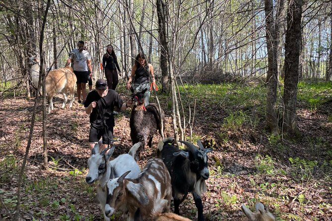 Hike & Lunch with Llamas - The Llama and Goat Walk: How a Slow Countryside Stroll Changes the Mood