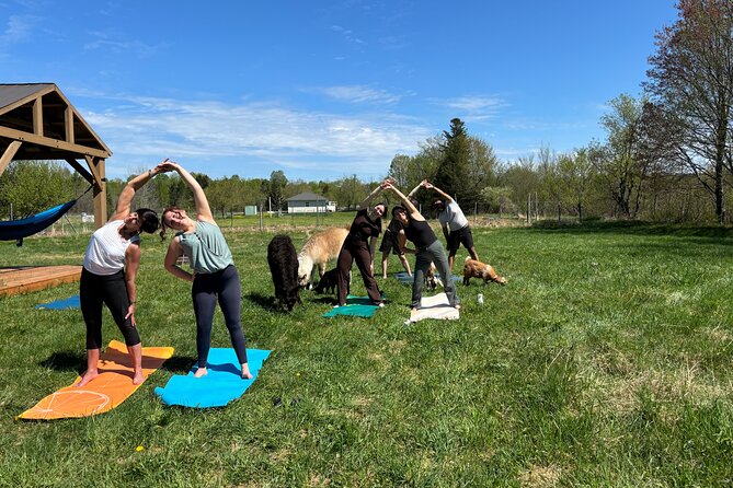 Hike & Lunch with Llamas - Pizza Lunch in the Llamas’ Outdoor Dining Setup