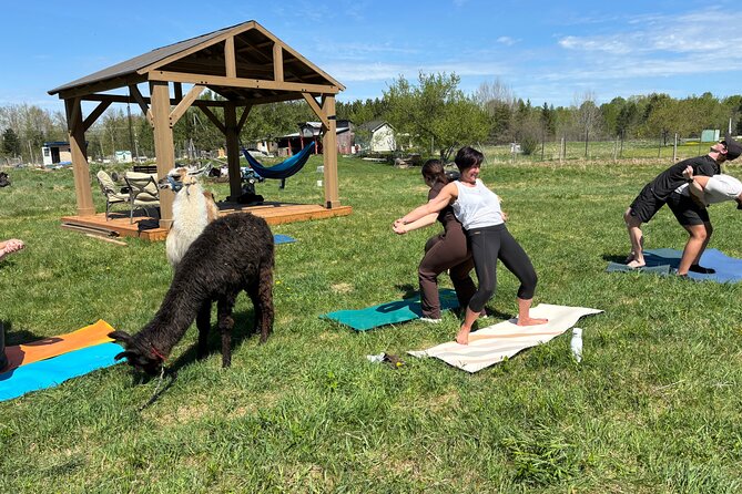 Hike & Lunch with Llamas - Who This Fits Best in New Brunswick (And Who Might Prefer Something Else)