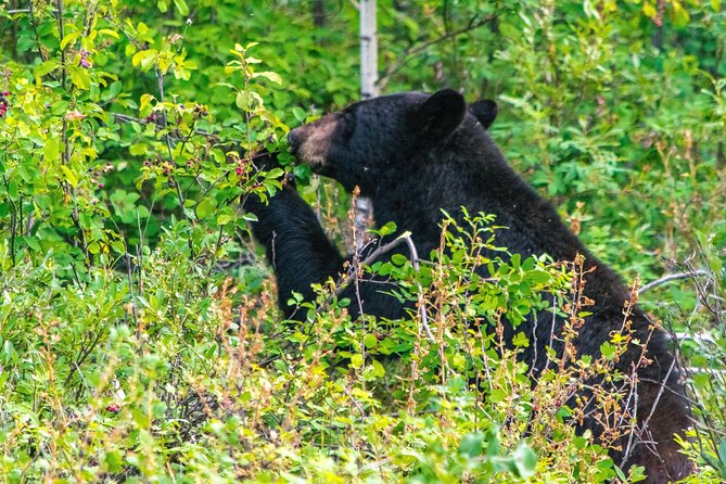 Hop-On and Hop-Off Banff Bus - The hosts: what you actually gain when someone plans with you