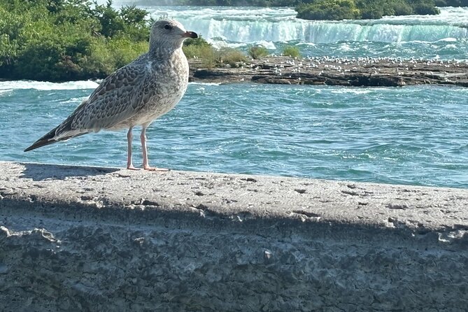Hornblower Boat and Walking Tour of Niagara Falls - Price and value: why $89.05 can make sense