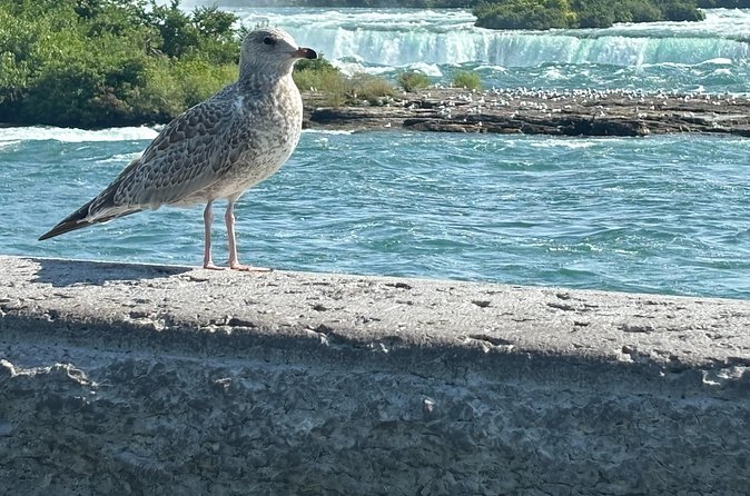 Hornblower Boat and Walking Tour of Niagara Falls - Weather and what to pack for Niagara mist
