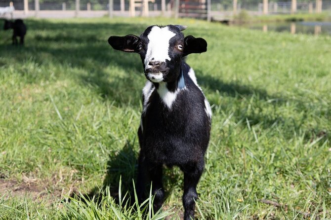 Humberstone Ranch Visit with Mini Domestic Animals - Why Humberstone Ranch Fits Perfectly Into a Niagara Day