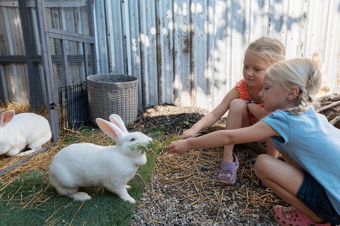 Humberstone Ranch Visit with Mini Domestic Animals - Piglets Charlotte and Wilbur, Plus Ducks With a Waddle Personality