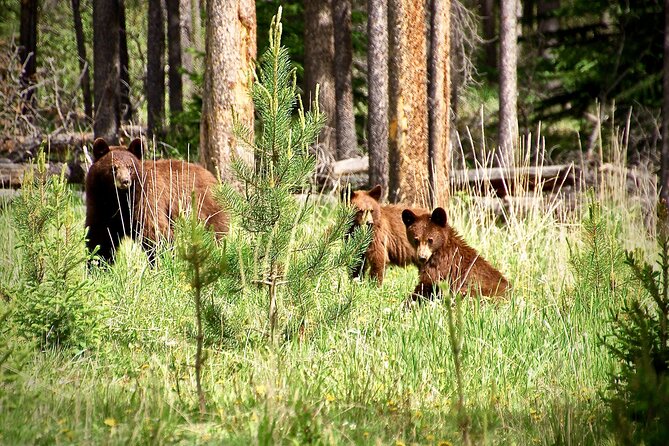 Icefields Parkway Highlights & Secrets | Award-Winning Adventure - The drive itself: glaciers, waterfalls, forests, and wildlife spotting