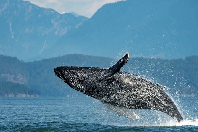 Intimate West Coast Whale Watching - Partly-Sheltered - Key Highlights You Should Know