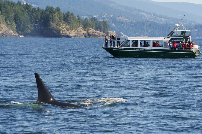 Intimate West Coast Whale Watching - Partly-Sheltered - Granville Island Public Market makes the start feel easy