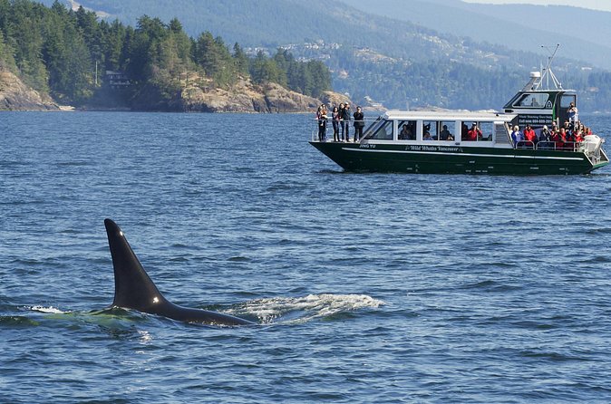 Intimate West Coast Whale Watching - Partly-Sheltered - What you’re actually looking for: humpbacks, fluking, and the thrill of sudden action