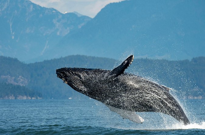Intimate West Coast Whale Watching - Partly-Sheltered - Your time window: 3 to 5 hours that fit real Vancouver plans