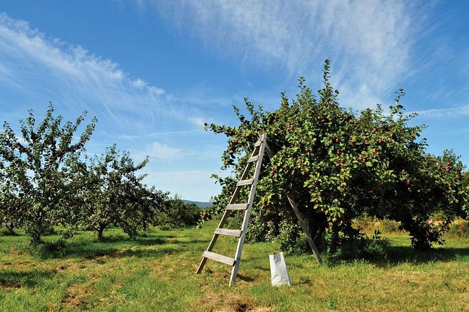 Island of Orleans Taste and Drink Tour - What the tastings are really like, and how to get the most from them
