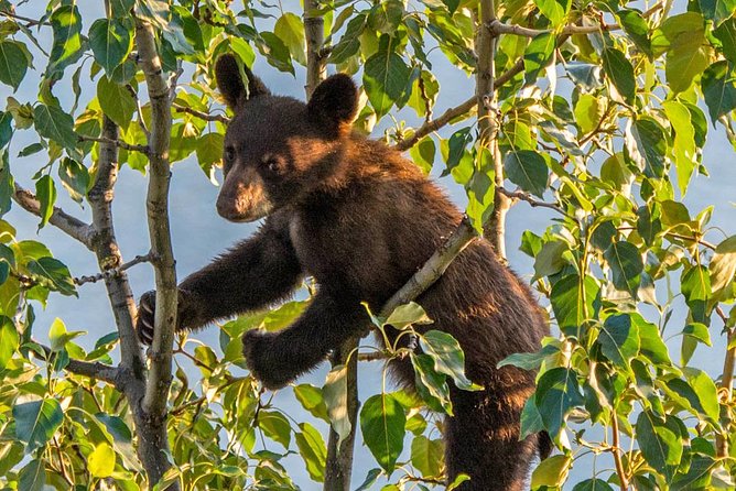 Jasper Evening Wildlife Tour - Key highlights to look for